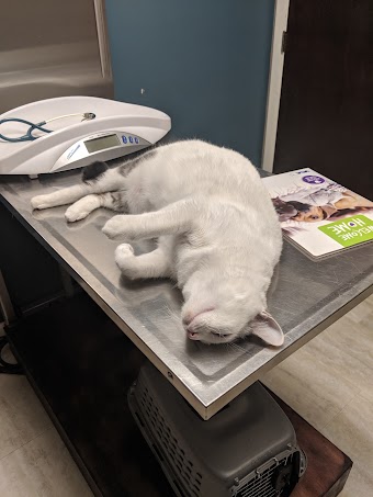 Sycamore Veterinary Hospital