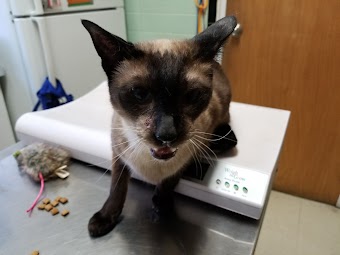 Berry Hill Animal Hospital