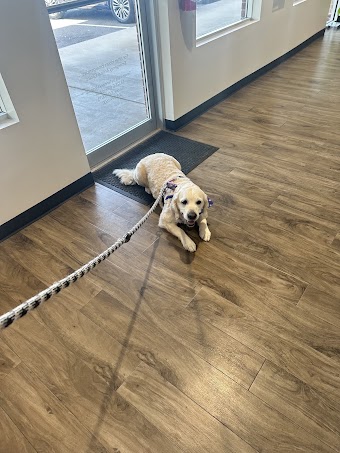 CityVet | Aurora Veterinary Clinic & Urgent Care