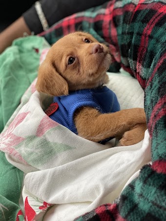 Forever Puppies, LLC