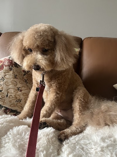 Annandale Pet Spa Inc