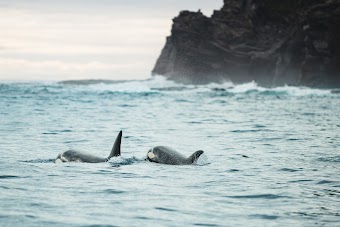 Coastal Tours Sitka